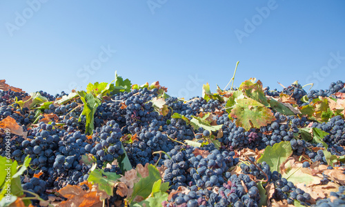 Harvested tempranillo red grapes