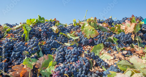 Harvested tempranillo red grapes photo