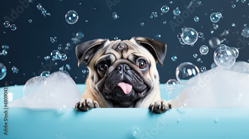 Pug dog peeking out of a bath, Dog is taking a bath, soap bubbles 