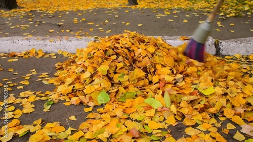 Janitor sweeps yellow autumn leaves into a pile with a broom. Seasonal work in the yard, on the street. Cleaning the road area after leaf fall.