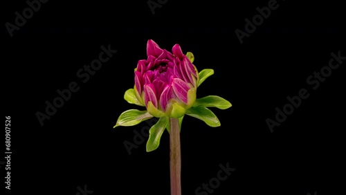 4K Time Lapse of blooming purple Dahlia. Timelapse of growing and opening beautiful flower on black background. Time-lapse close-up.