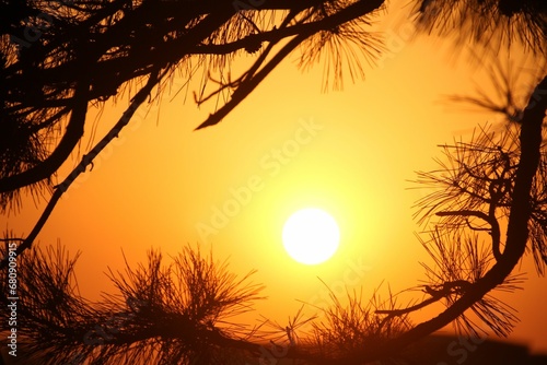 Scenic view of golden sunlight beaming through tree banches photo