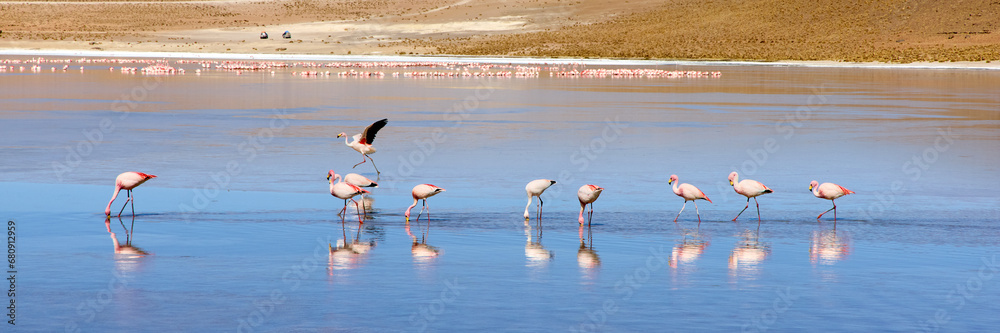 Bolivia, Laguna Kollpa in Avaroa National Park. Flamingos looking for food in the lagoon water.