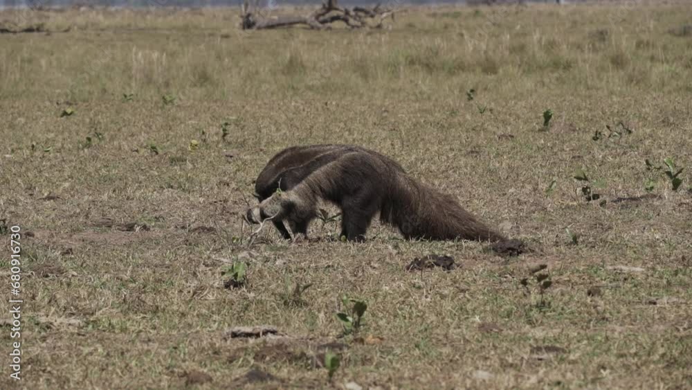 giant anteater walking over a meadow of a farm in the southern Pantanal. Myrmecophaga tridactyla, also ant bear, is an insectivorous mammal native to Central and South America. giant anteater walking over a meadow of a farm in the southern Pantanal. Myrmecophaga tridactyla, also ant bear, is an insectivorous mammal native to Central and South America.