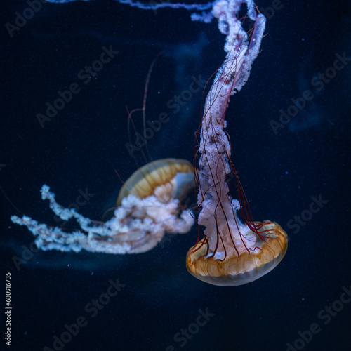 Jellyfish. Pacific sea nettle (Chrysaora fuscescens), or West Coast sea nettle floating in water. Fantasy, hypnotic, mystic, pcychedelic dance. Cover design. Soft focus. Copy space. photo