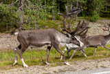 Dark brown reindeer with family walking on the side of the road