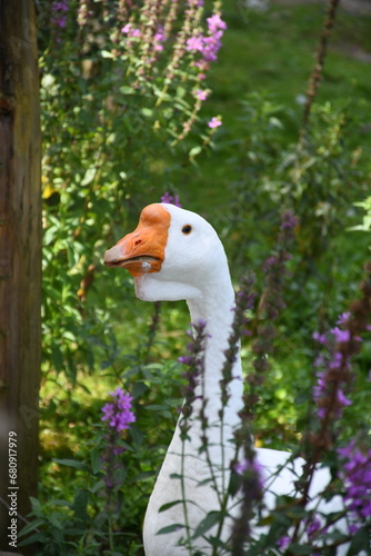 white goose on the floral background