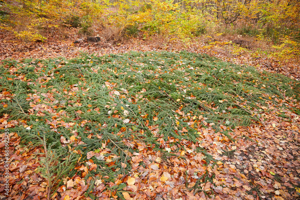 a place in the forest where hunters place their wild animals they have shot, a bed of branches from a pine tree a place in the forest where hunters place their wild animals they have shot, a bed of branches from a pine tree
