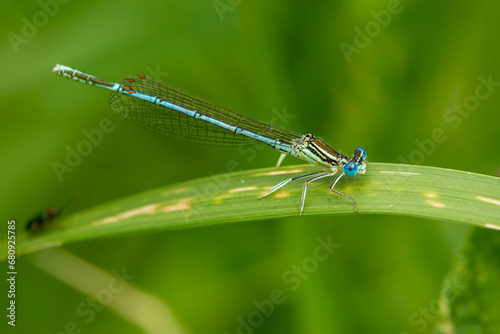 Macro of a male of the white-legged damselfly or blue featherleg (Platycnemis pennipes) - blue small damselfly
