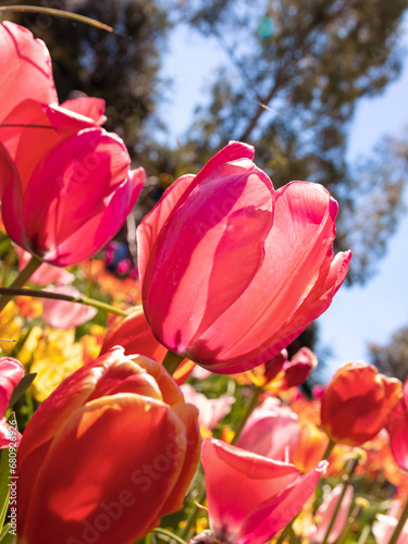 Pink Tulips