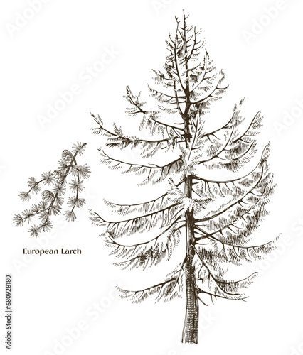 European larch tree and branch vector