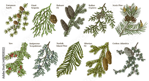 Coniferous plants branches vector set photo