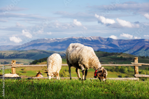 sheep and goat on grassy pasture. wooden fence on hill. alpine rural area of ukrainian carpathians in spring. rolling countryside landscape with distant ridge beneath sky with clouds in evening light