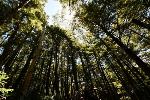Scenic view of a lush landscape of tall pine trees, captured from a ground-level point of view