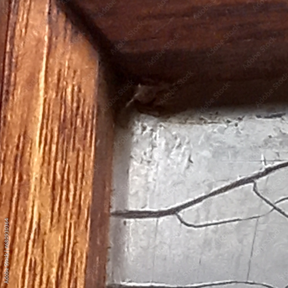 Corner Spider Corner Spider