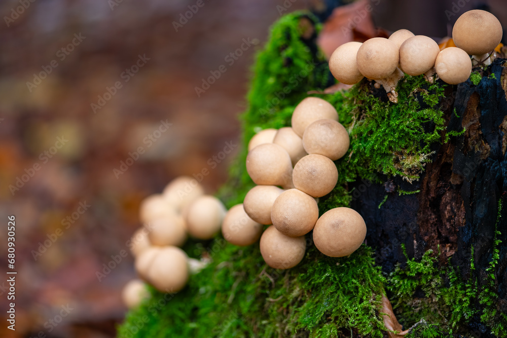 Pear-shaped or stump puffball (Apioperdon pyriforme ) is a saprobic fungus. Cluster of nearly spherical edible beige fruit bodies on decaying wood of a cut tree in autumn forest in Sauerland, Germany. Pear-shaped or stump puffball (Apioperdon pyriforme ) is a saprobic fungus. Cluster of nearly spherical edible beige fruit bodies on decaying wood of a cut tree in autumn forest in Sauerland, Germany.