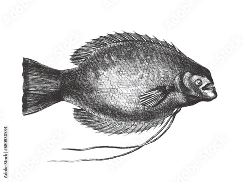Giant gourami (Trichopus satyrus). Doodle sketch. Vintage vector illustration.