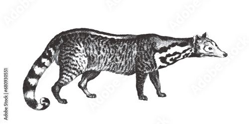 Large Indian civet  Viverra zibetha . Doodle sketch. Vintage vector illustration.