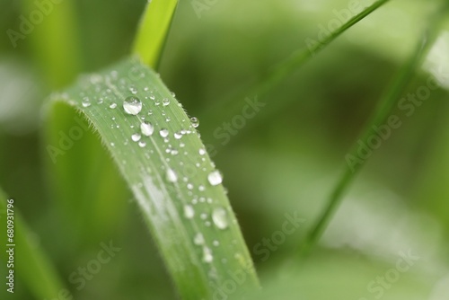 blade of grass with morning dew