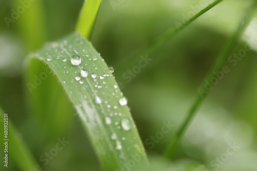 blade of grass with morning dew