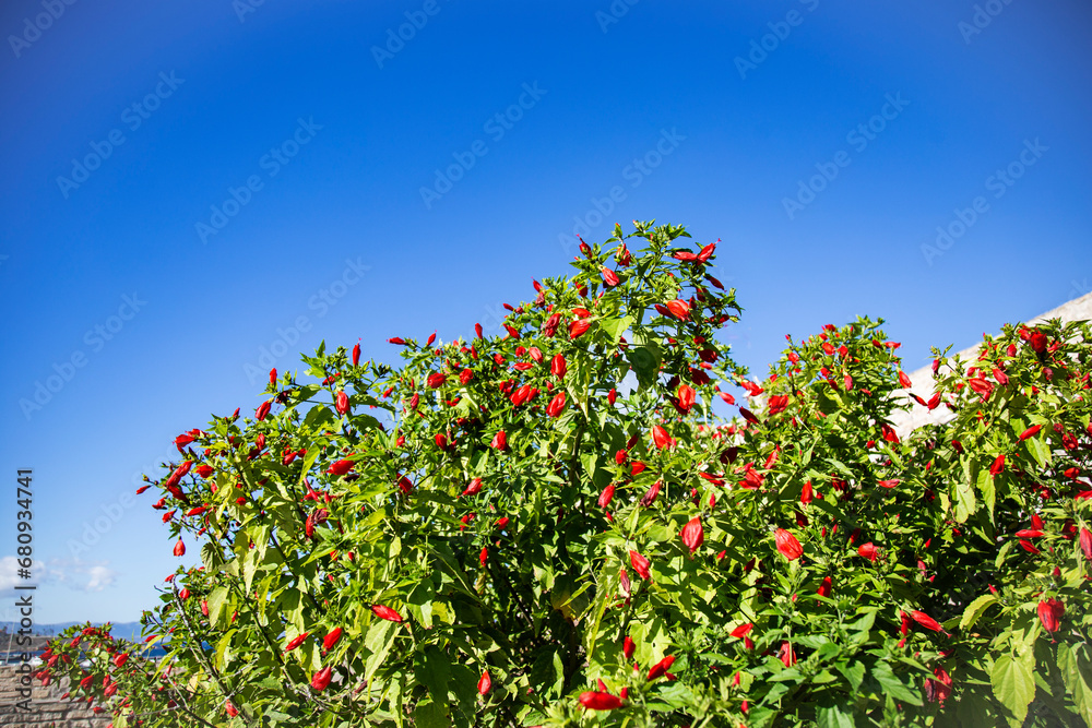 Red flowers on the green tree in the garden on a background of blue sky copy space