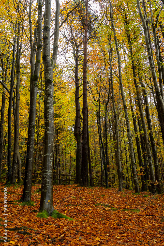 Autumn colours, tall trees in woods, Ireland Autumn colours, tall trees in woods, Ireland