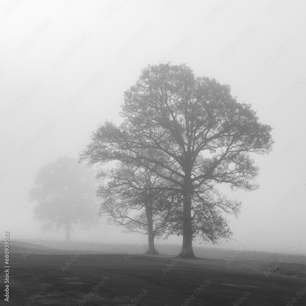 Trees on a hill in fog, back and white Trees on a hill in fog, back and white