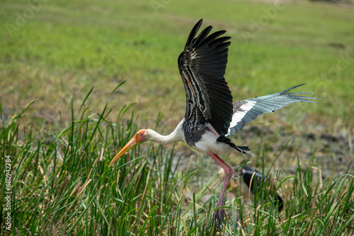 Valokuva The greater adjutant is a member of the stork family, Ciconiidae