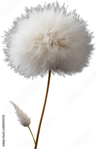 White Bunny Tail Flower Isolated on Transparent Background