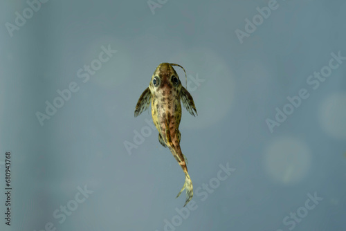 perspektive rückenschwimmender kongowels  fisch photo