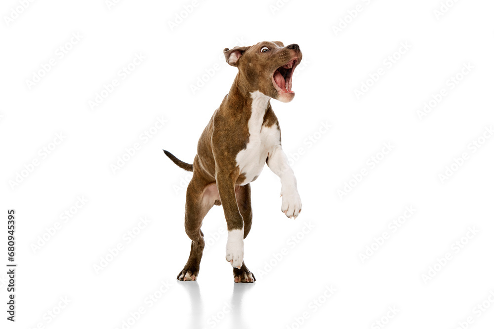Playful, adorable, cute puppy of purebred american staffordshire terrier in motion, jumping, running isolated over white studio background. Concept of animal lifestyle, care, pet friend, vet. Playful, adorable, cute puppy of purebred american staffordshire terrier in motion, jumping, running isolated over white studio background. Concept of animal lifestyle, care, pet friend, vet.