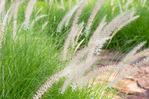 Fountain grass or pennisetum alopecuroides