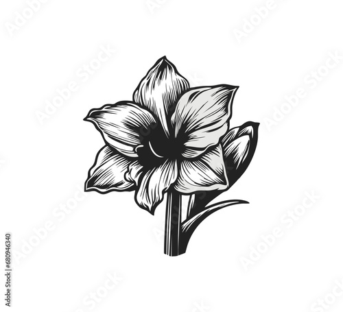 Fototapeta Naklejka Na Ścianę i Meble -  Amaryllis flower illustration hand drawn graphic asset