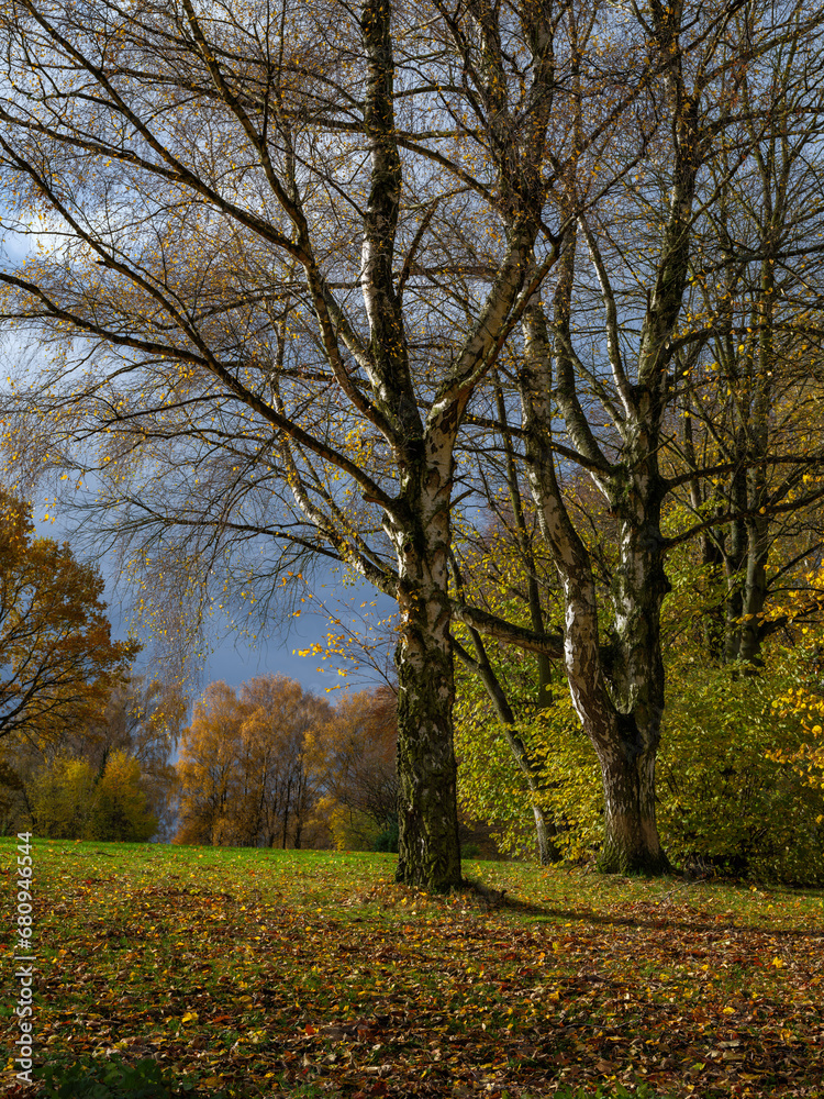 Fototapeta premium Birken im Herbst