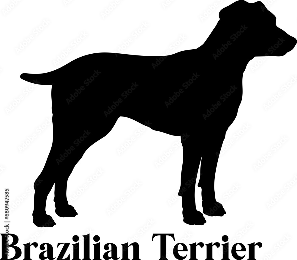  Brazilian Terrier. Dog silhouette dog breeds logo dog monogram logo dog face vector
SVG
