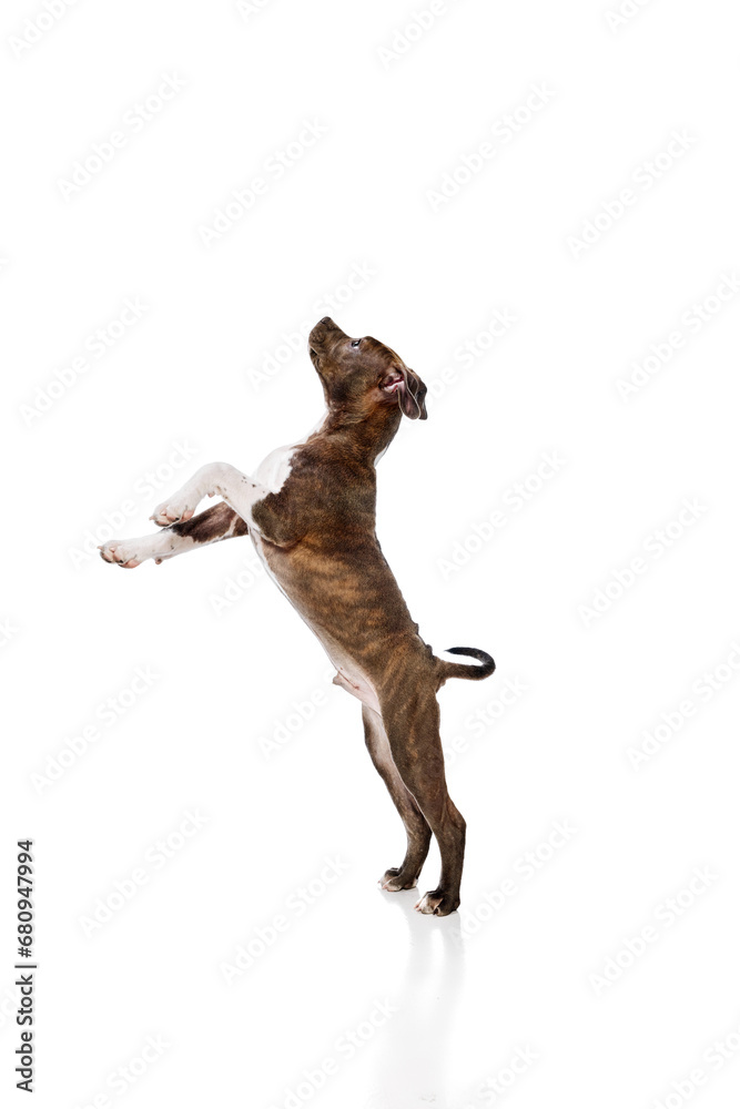 Smart, cute little dog, purebred american staffordshire terrier standign on hind legs isolated over white background. Concept of animal lifestyle, care, pet friend, vet. Negative space to insert text