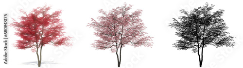 Set or collection of Flowering Dogwood trees, painted, natural and as a black silhouette on white background. Concept or conceptual 3d illustration for nature, ecology and conservation, strength © high_resolution