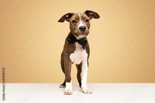 Portrait of adorable puppy, cute dog american staffordshire terrier in bow tie against beige background. Celebration. Concept of animal lifestyle, care, pet friend, vet