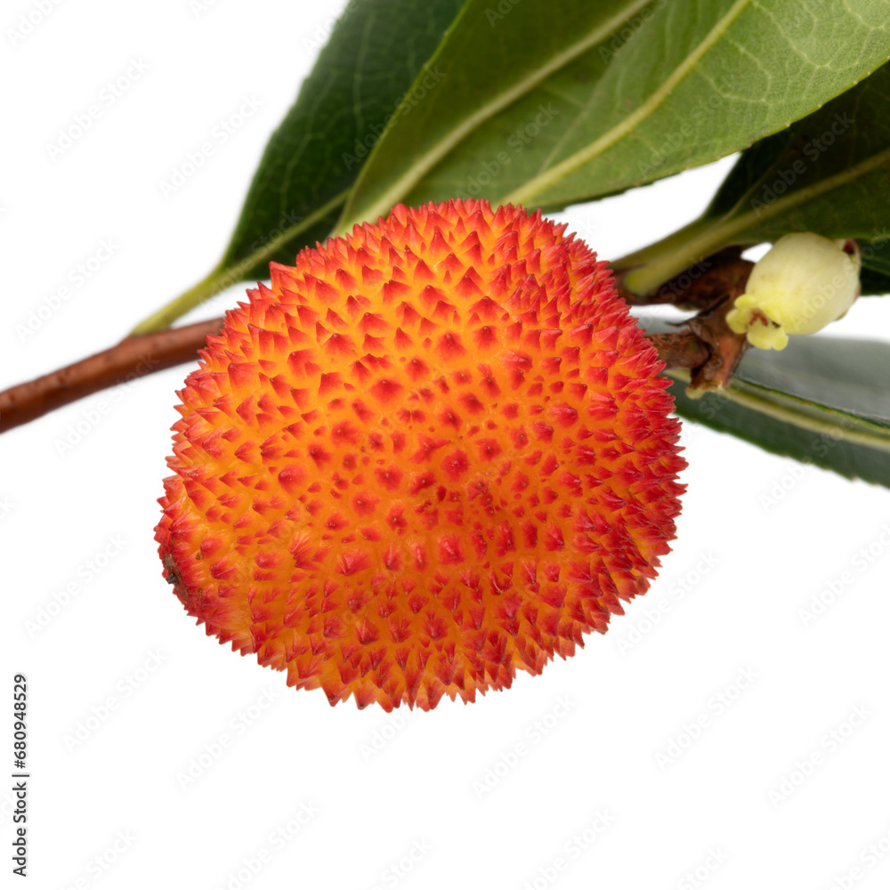 Fresh Arbutus berry on a twig on white background close up Fresh Arbutus berry on a twig on white background close up