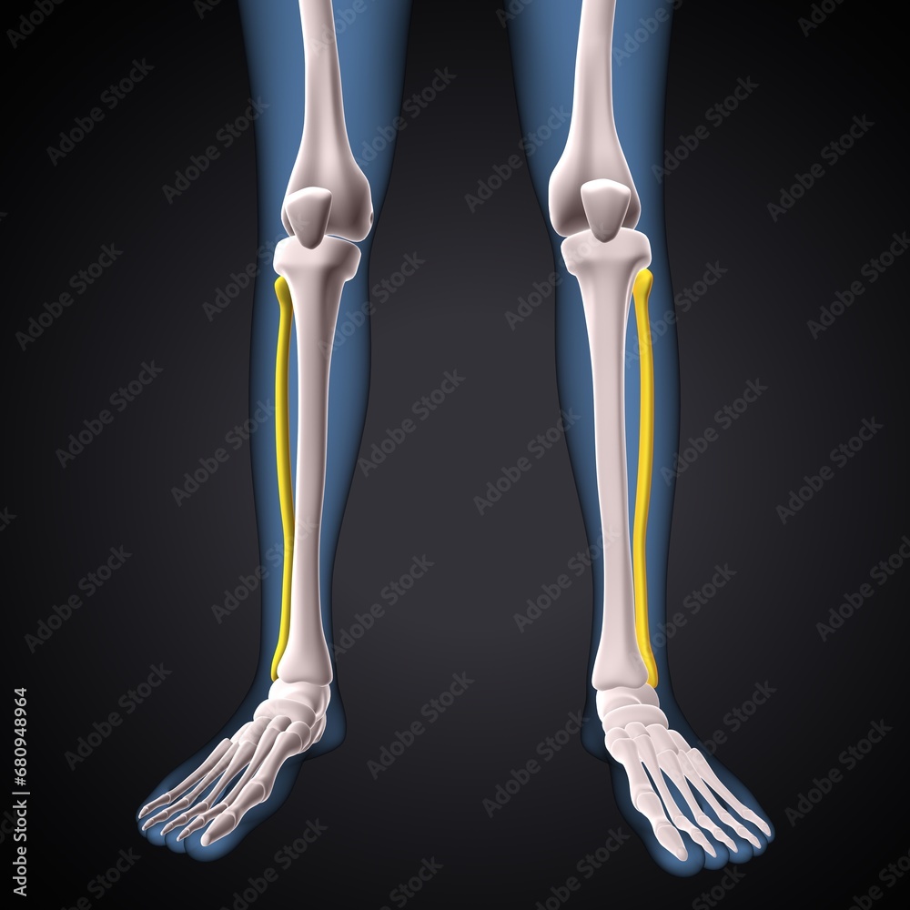 male skeleton clavicle,sternum,ribs,radius and vertebrae anatomy. 3d illustration male skeleton clavicle,sternum,ribs,radius and vertebrae anatomy. 3d illustration