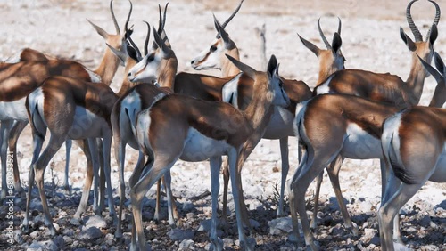 A herd of wild African antelopes stands in the shade of an acacia tree during the day in a national park