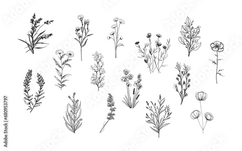  A set of a variety botanical plants and flowers.Line art.