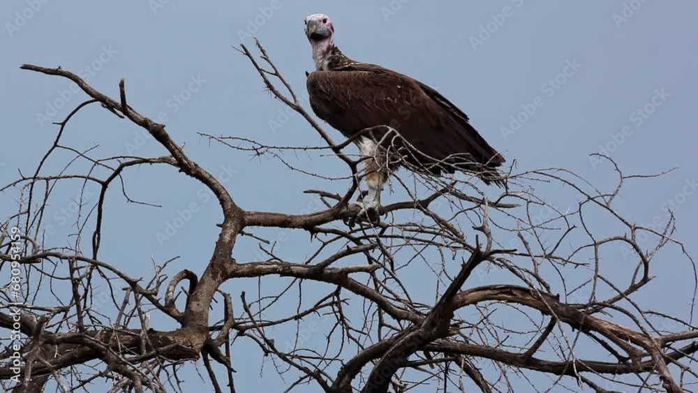 Lappet-faced vulture or Nubian vulture (Torgos tracheliotos) in Serengeti National Park. Lappet-faced vulture or Nubian vulture (Torgos tracheliotos) in Serengeti National Park.