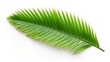 green palm coconut tree leaves texture on white background