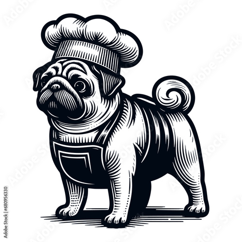 pug dog wearing a cook apron and chef hat sketch