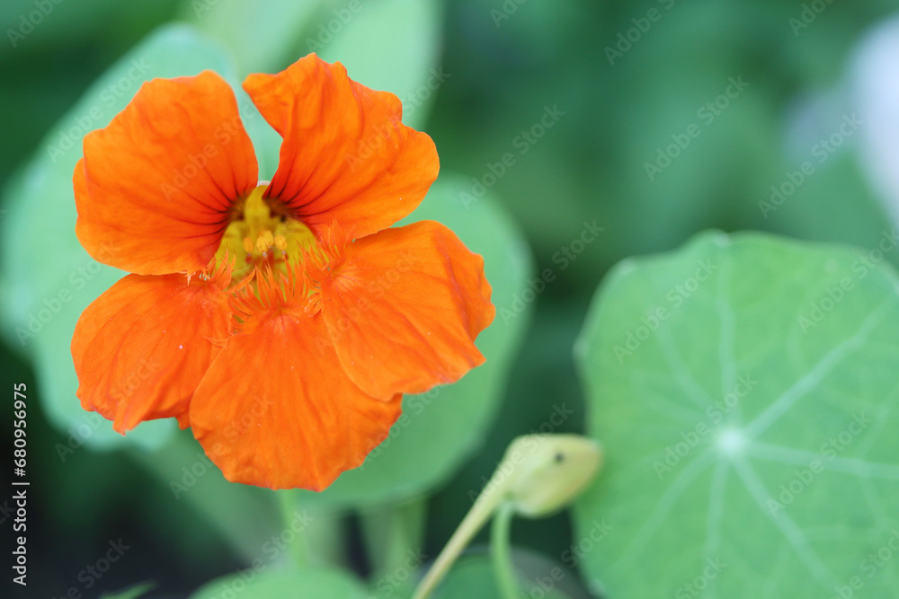 yellow and orange nasturtium, plant for eating and decorating dishes, natural antibiotic yellow and orange nasturtium, plant for eating and decorating dishes, natural antibiotic