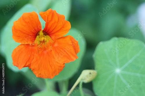yellow and orange nasturtium, plant for eating and decorating dishes, natural antibiotic