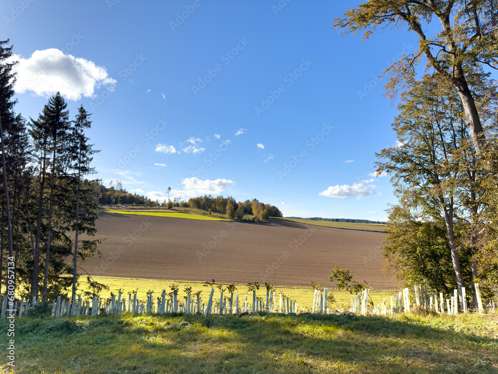Fototapeta premium Plantation of young trees between the Bavarian forest with blue sky background