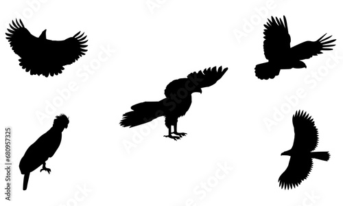 Philippine eagle silhouettes set vector illustration