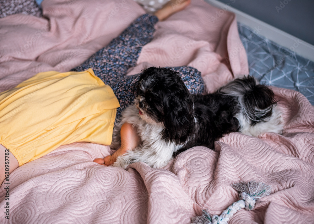 Girl child with a dog. A girl plays with her small Shih Tzu dog. Girl child with a dog. A girl plays with her small Shih Tzu dog.